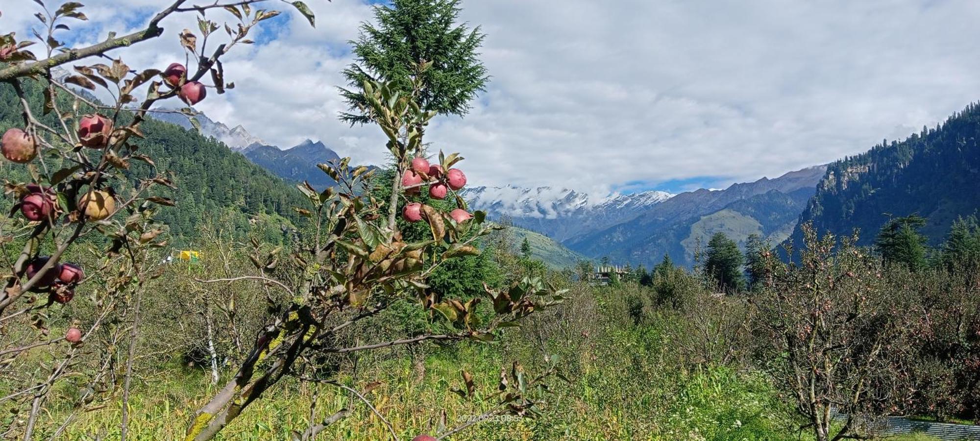 Hotel Apple Flower Manāli Zewnętrze zdjęcie